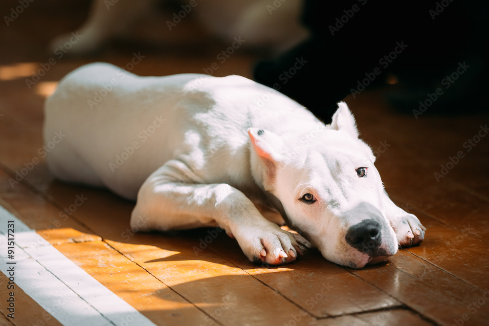 躺在木地板上的阿根廷小狗