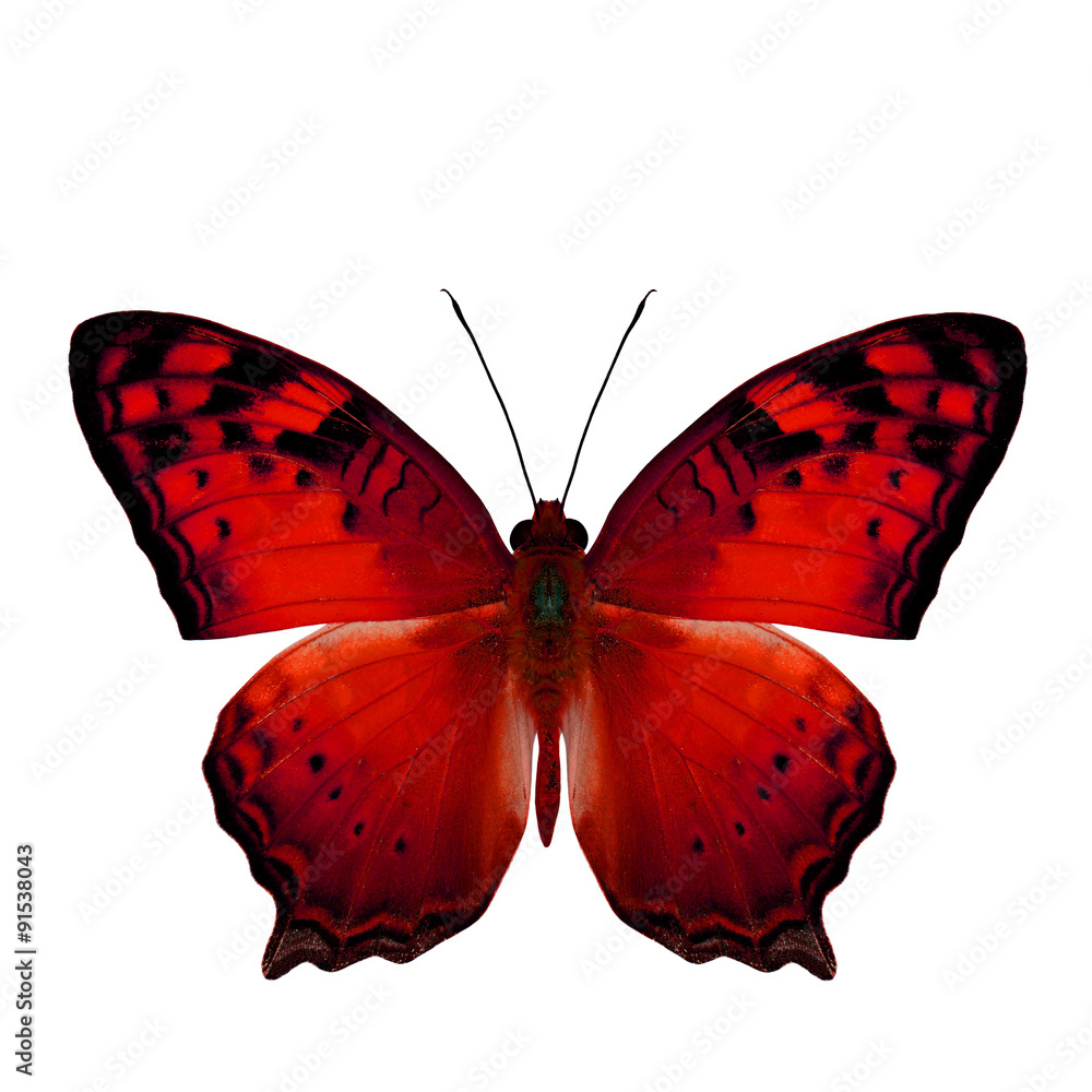 美丽的红蝴蝶，飘零的蝴蝶伸展后翅