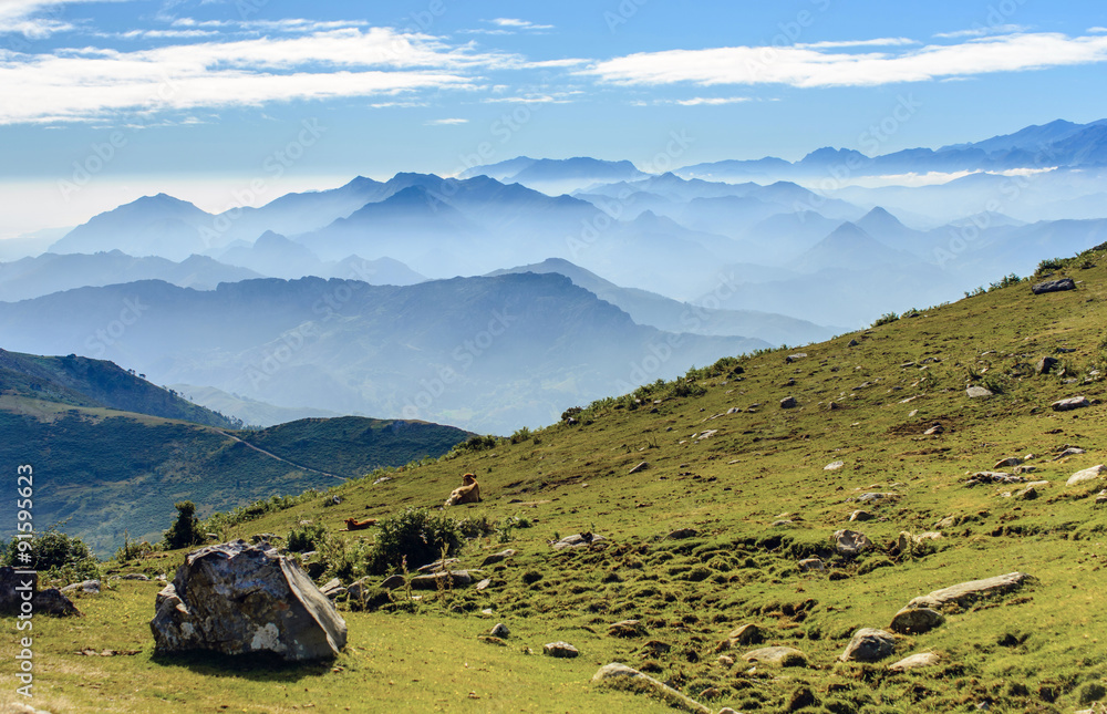 Bergwiese mit Kühen vor einem Panorama der Picos de Europa in Asturien (Spanien)