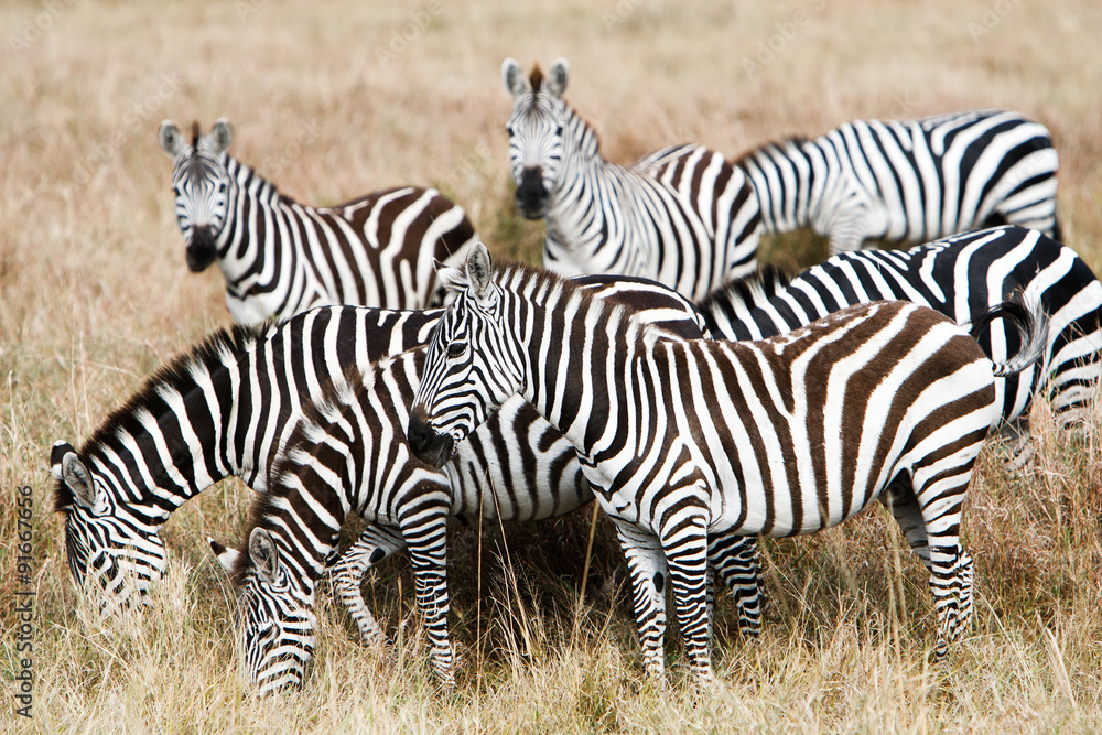 在非洲大草原上放牧的平原斑马群