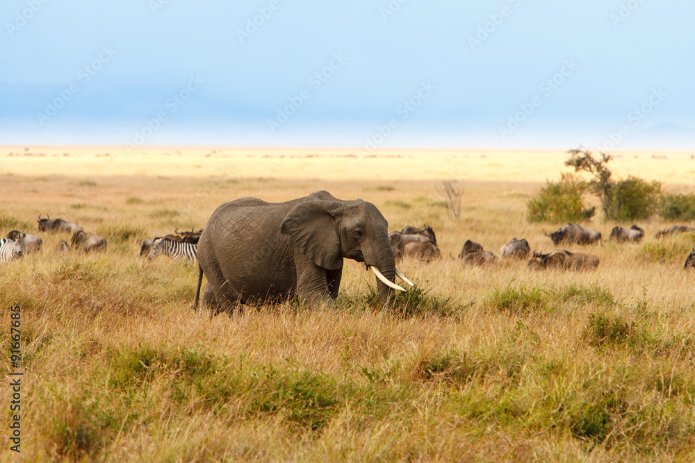 成年非洲丛林象在非洲大草原上吃草
