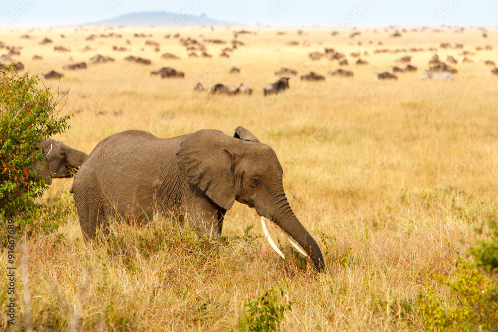 成年非洲丛林象在非洲大草原上吃草