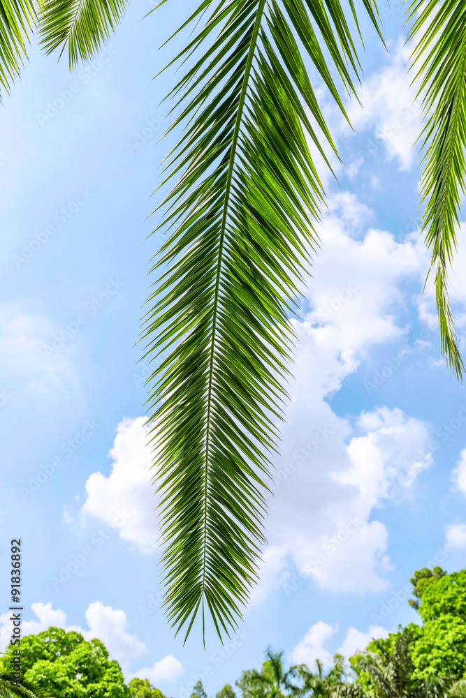 蓝天下的棕榈树叶子