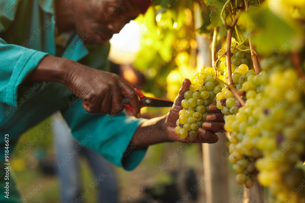 Worker harvesting grapes in vineyard