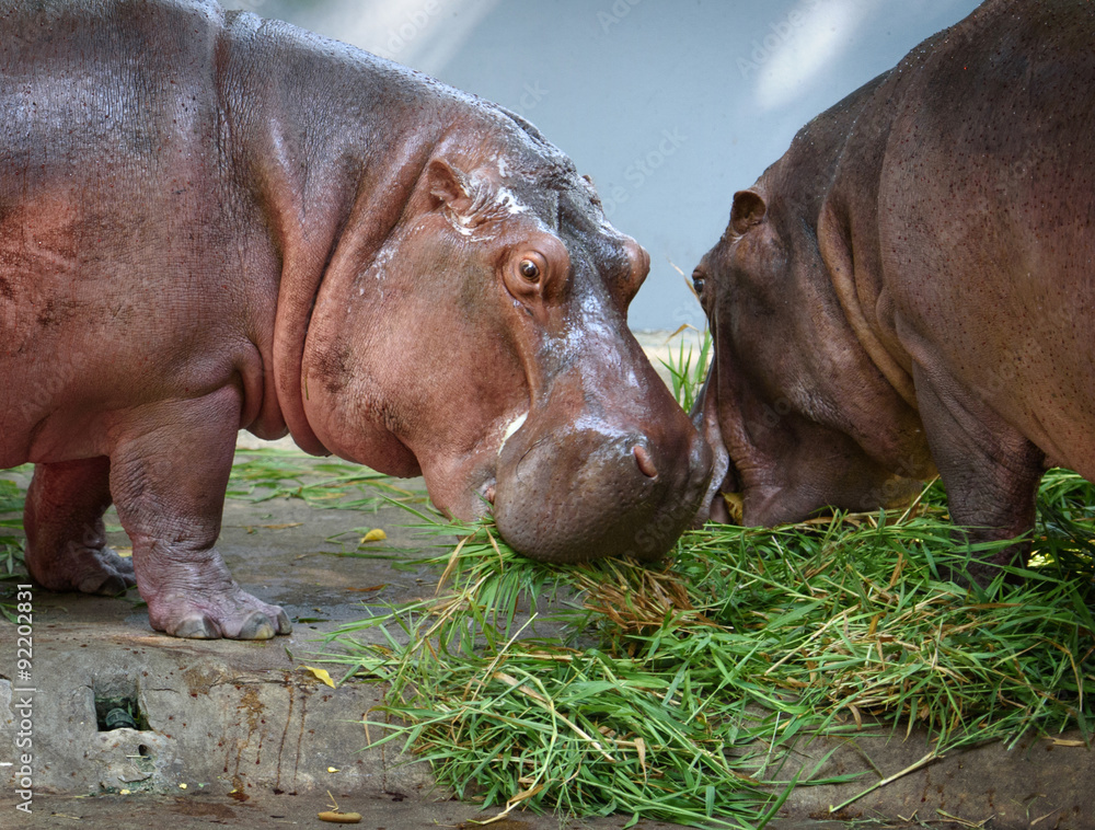 Two hippo eating grass