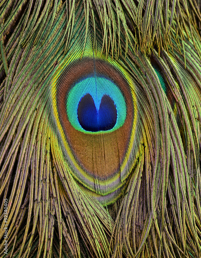 细节清晰的绿孔雀羽毛特写