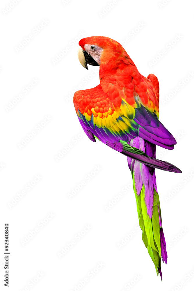Red and Violet Macaw parrot bird isolated on white background