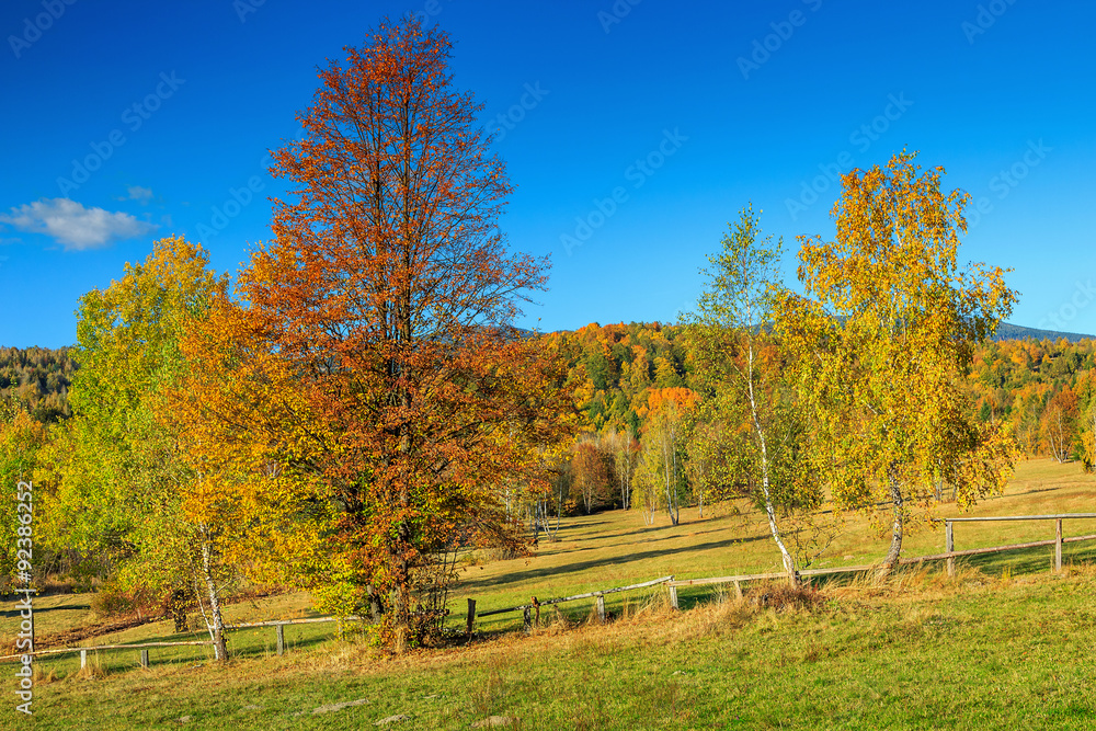 多彩的秋季景观，哈尔吉塔山脉，喀尔巴阡山，特兰西瓦尼亚，罗马尼亚，欧洲