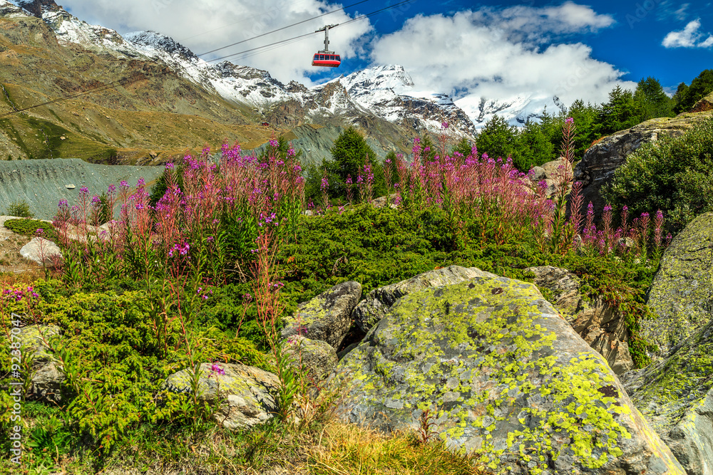 Alpine pink flowers and snowy mountains,Switzerland,Europe
