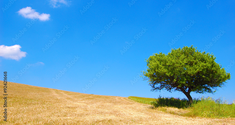 Bella collina con un albero e delle nuvole nel cielo azzurro - Pianeta terra - bio.