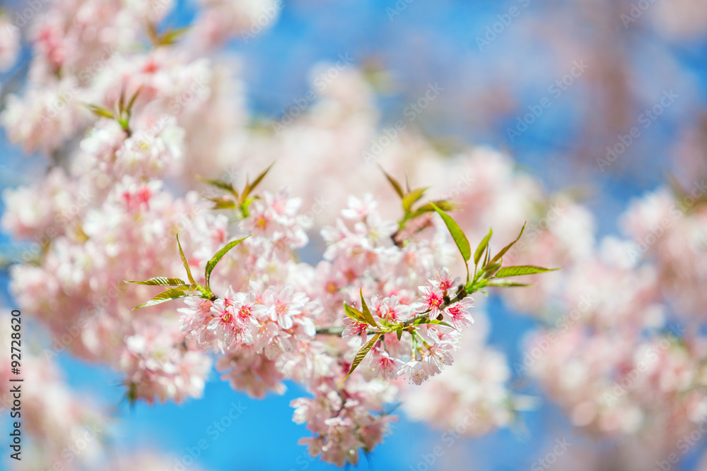 春天开花时树枝上开了一些粉红色的花