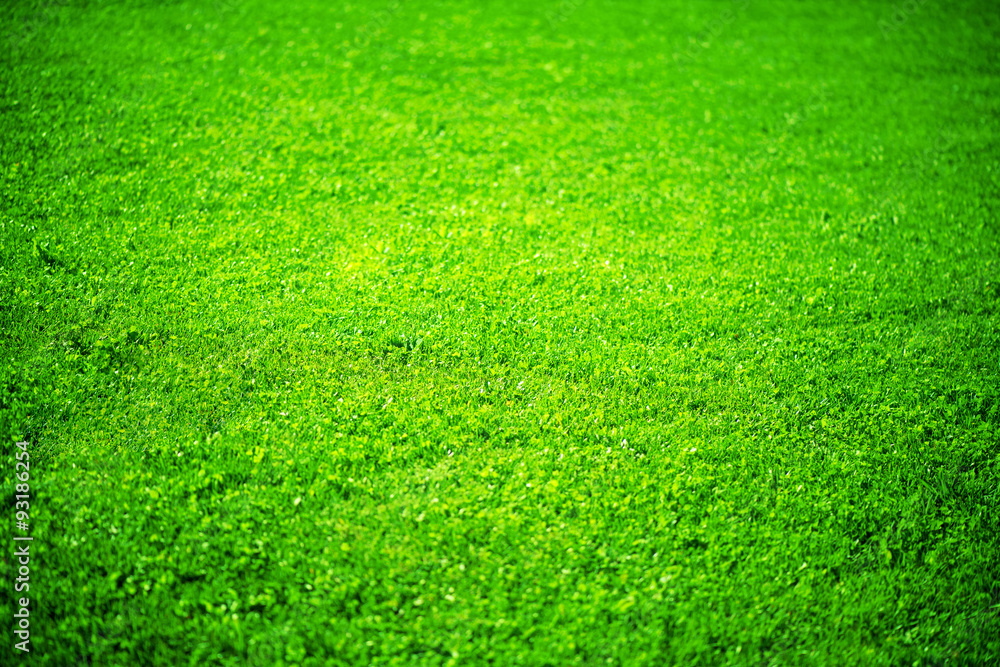 草地背景。美丽的绿草