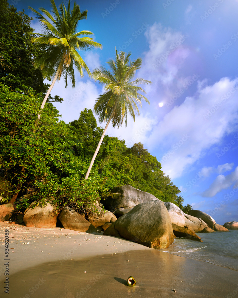 马来西亚海滩岛度假夏季热带树概念