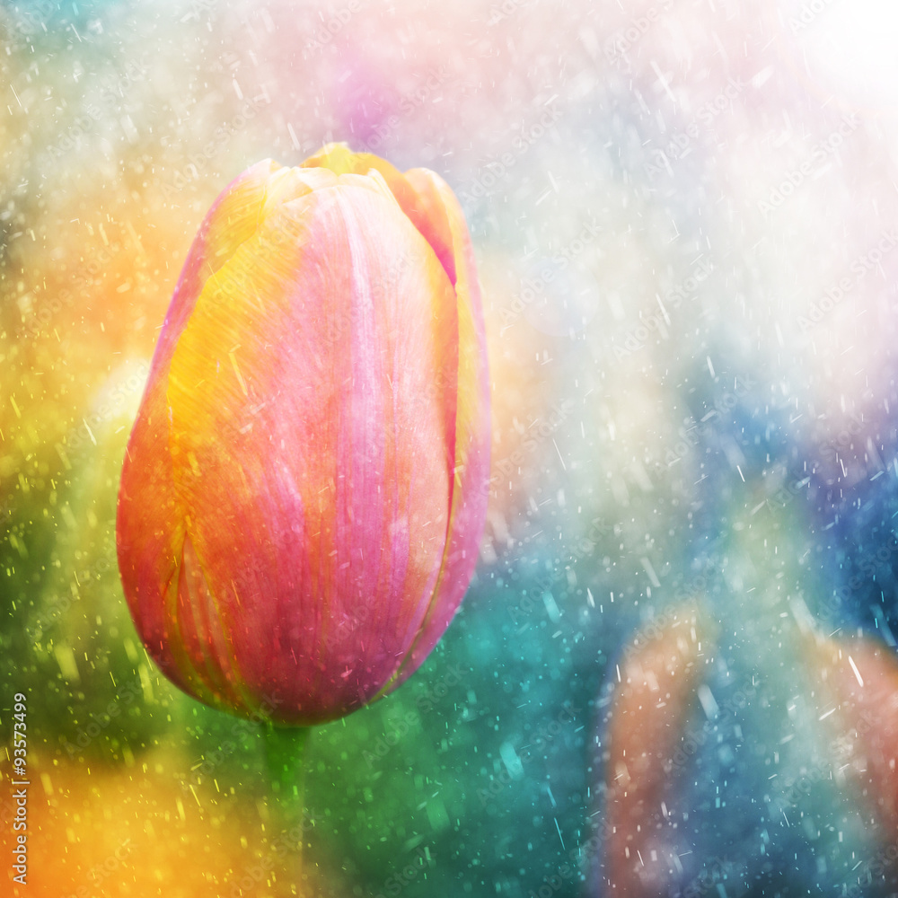 美丽的晴天和雨天彩色郁金香花背景。使用了选择性焦点。