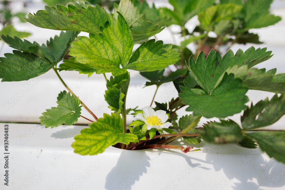 Hydroponic strawberry plant farming detail inside ,organic farm