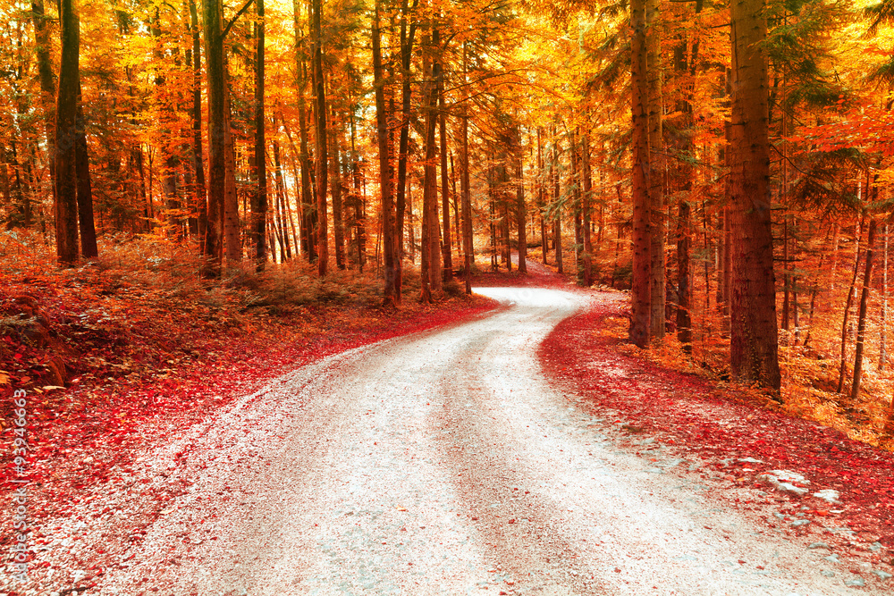 红色和金色饱和的秋季森林，有美丽蜿蜒的道路。神奇的过度饱和