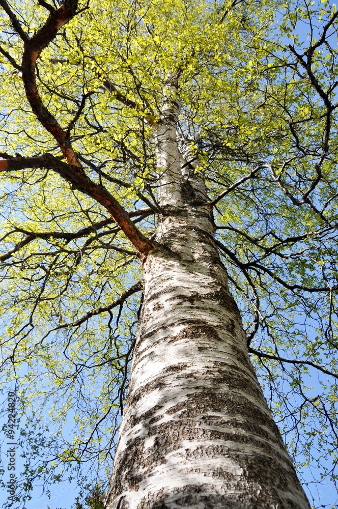 抬头看看那棵翠绿的桦树的树干