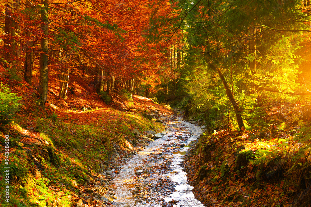 秋天森林里的河流