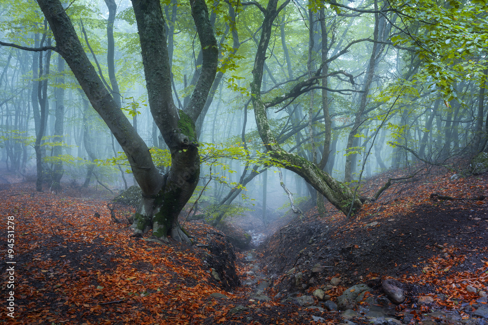 在雾中穿过一片神秘黑暗的古老森林。秋天