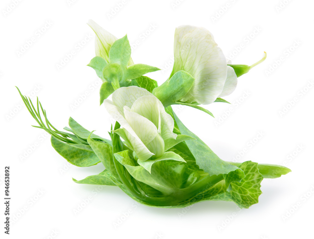 Flowers of green peas  isolated on white background