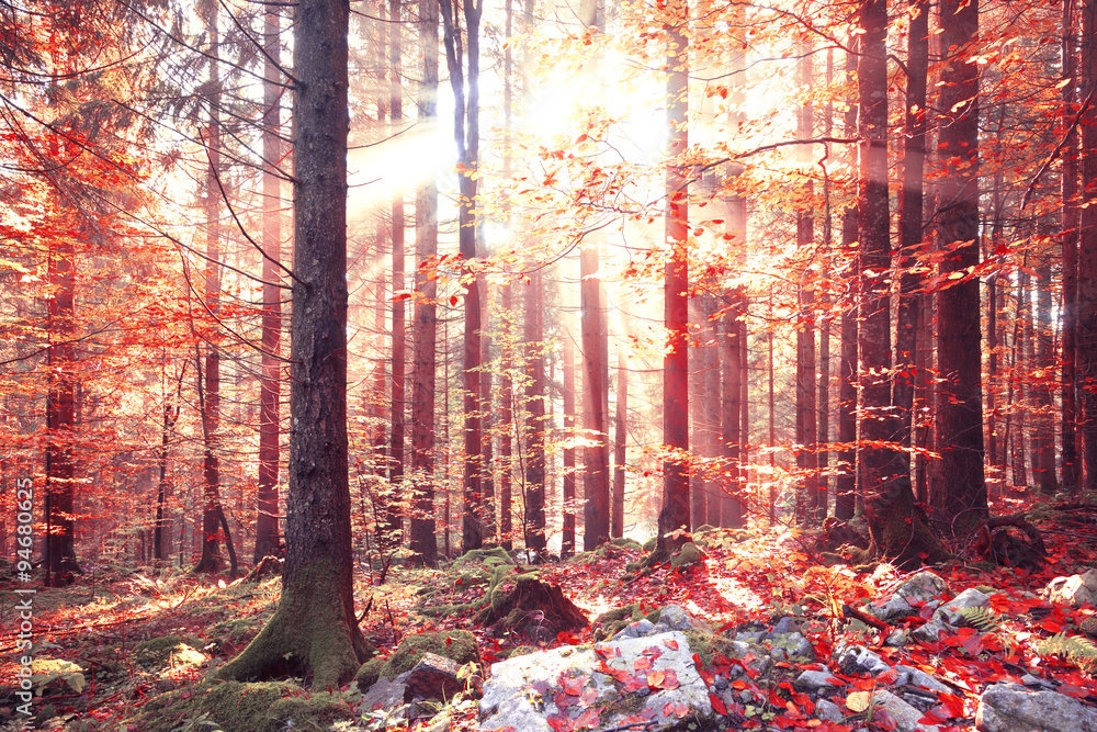 Lovely shiny red color autumn sunlight with beams in forest. Lovley autumn season red color leaves i