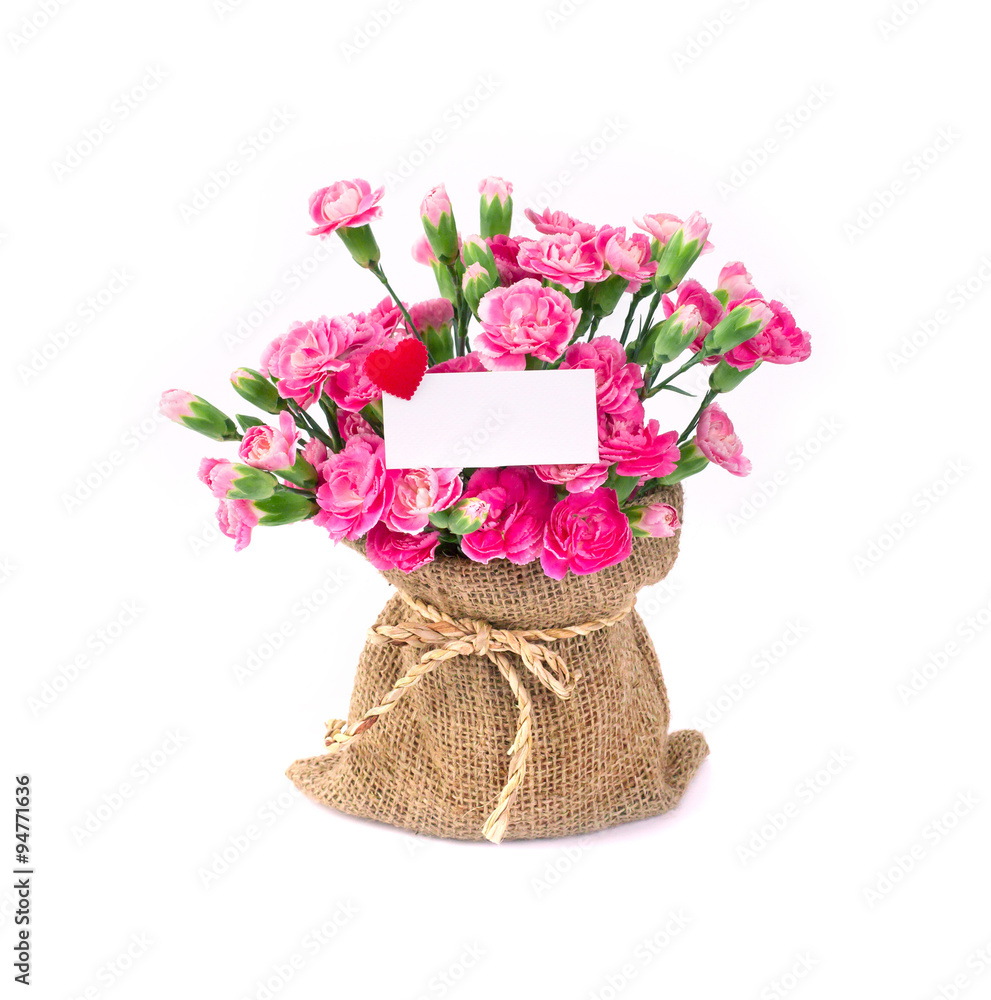 美丽的粉红色康乃馨花朵绽放