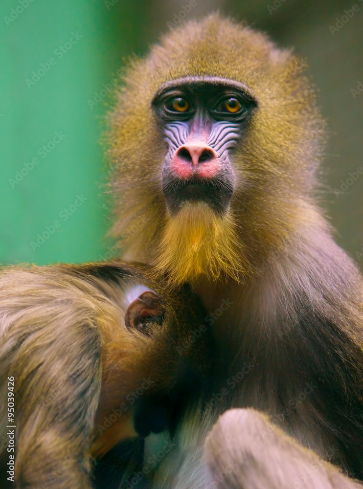 monkey mother with baby