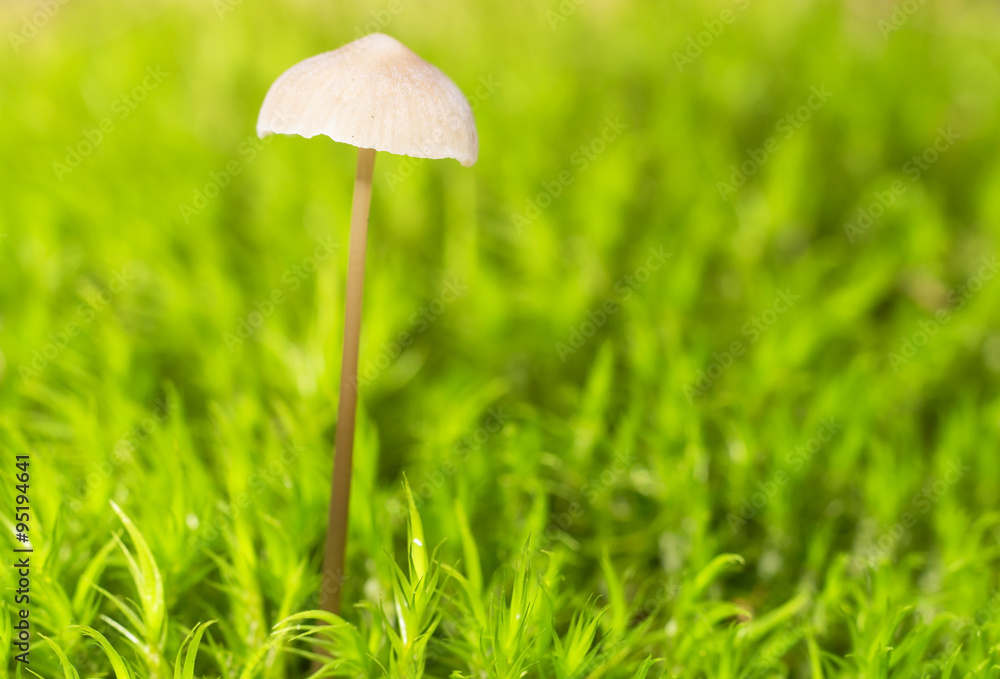 Little mushroom on the moss, macro ( selective focus )