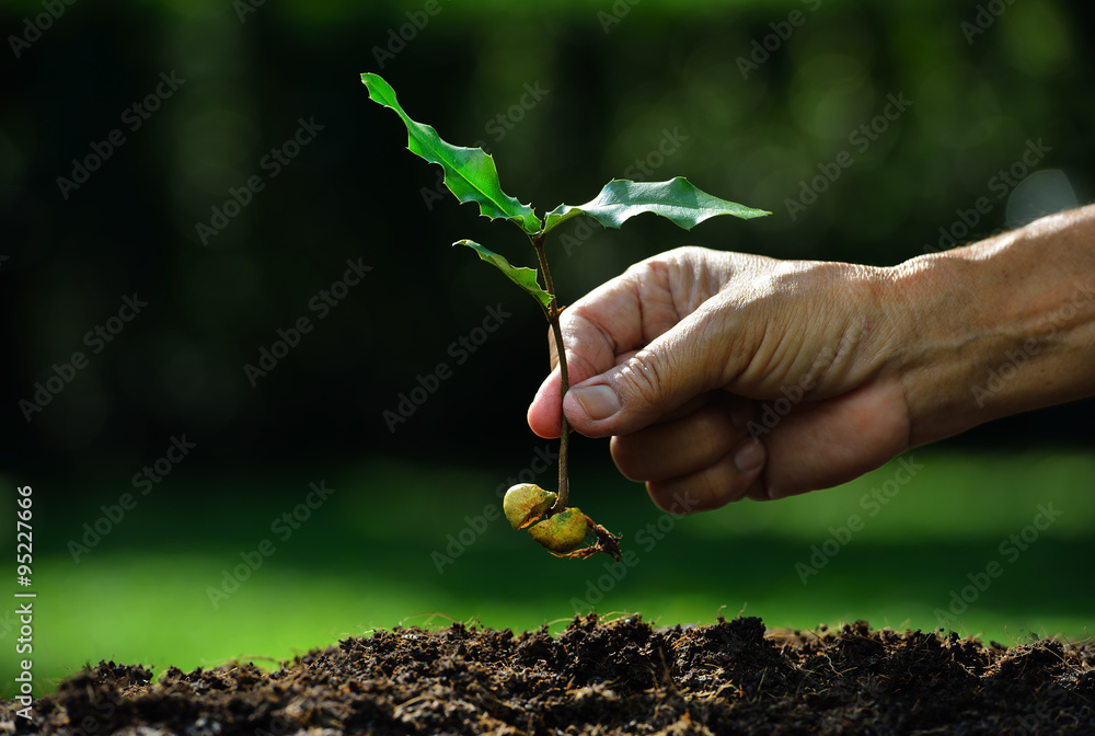 农民在土壤上人工种植带种子的幼苗