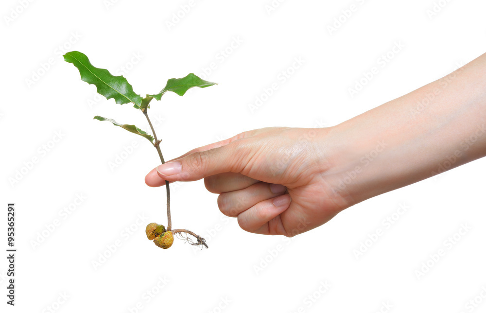 Hand picking up young plant with seed isolated on white