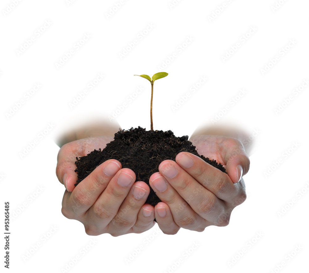 Hands holding a green young plant isolated on white background