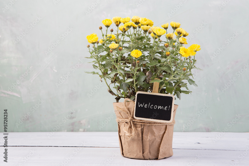 Welcome - beautiful  flowers in pot with message card