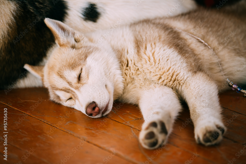 年轻的白色和红色哈士奇小狗爱斯基摩犬睡觉