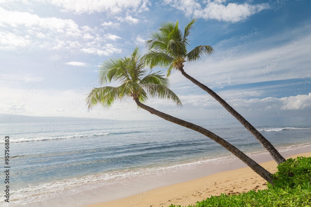 热带海滩，棕榈树。
