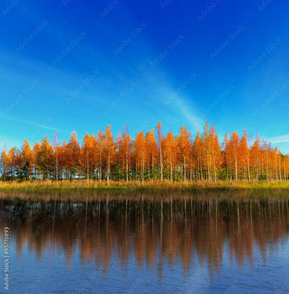Grove of birch trees reflected in lake