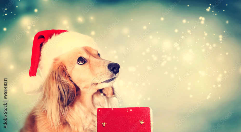 Dachshund wearing Santa hat with Christmas gift box