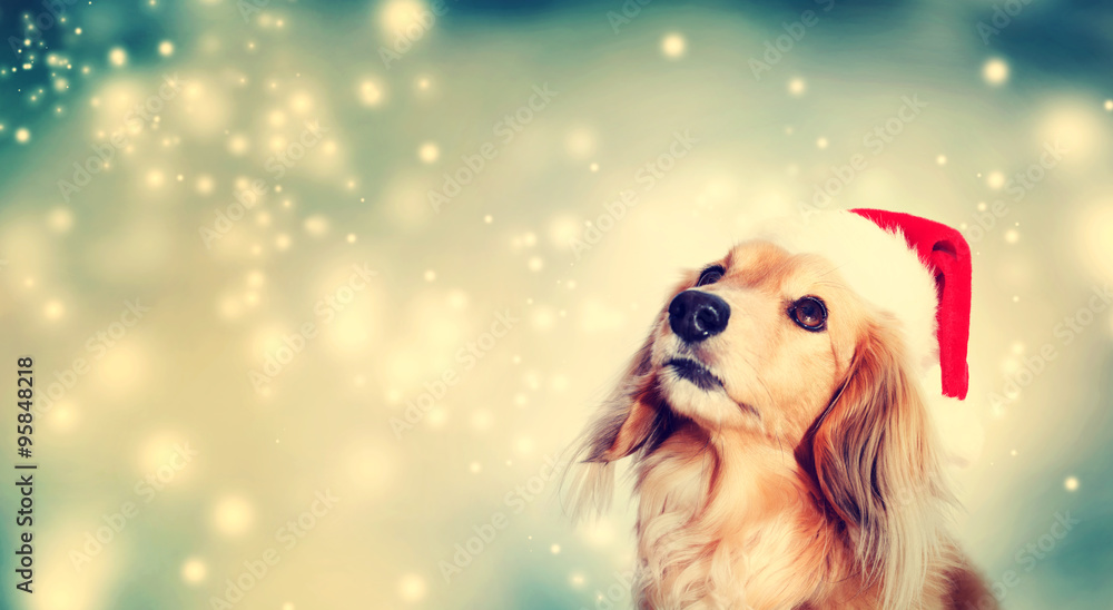 Dachshund dog wearing Santa hat