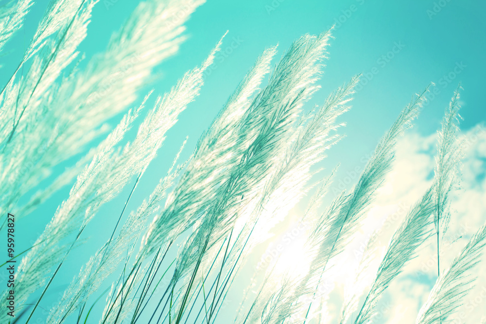 抽象柔和的白色羽毛草搭配复古天蓝色