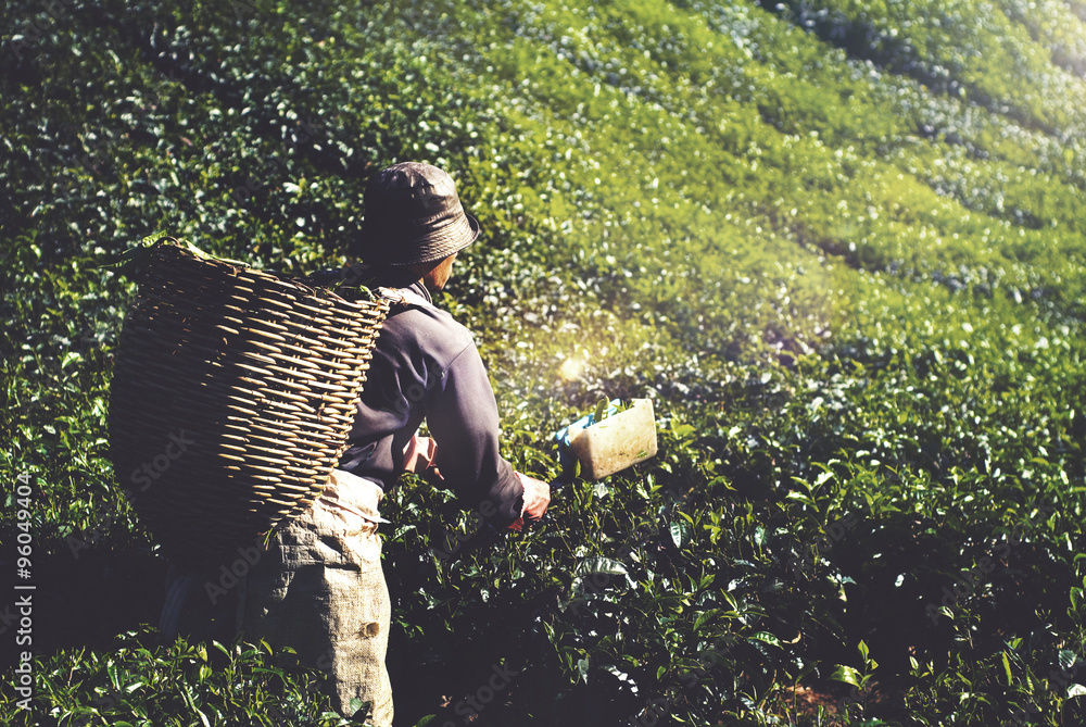 农业农民收获茶作物概念
