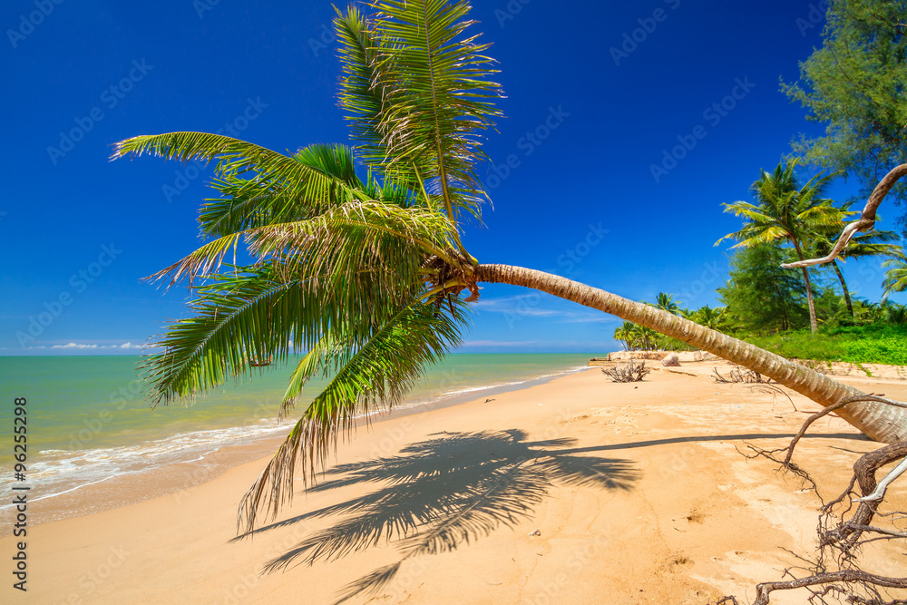 Tropical palm tree on the beach of Thailand