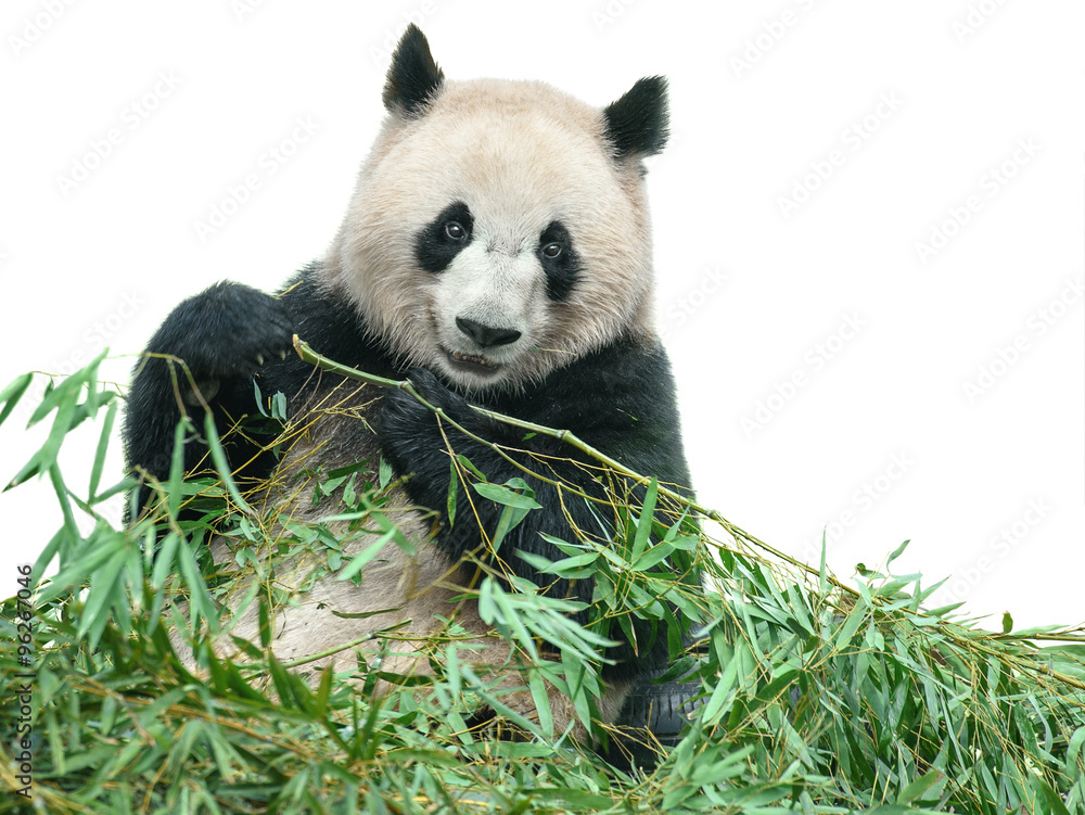 用修剪路径隔离的熊猫吃竹叶