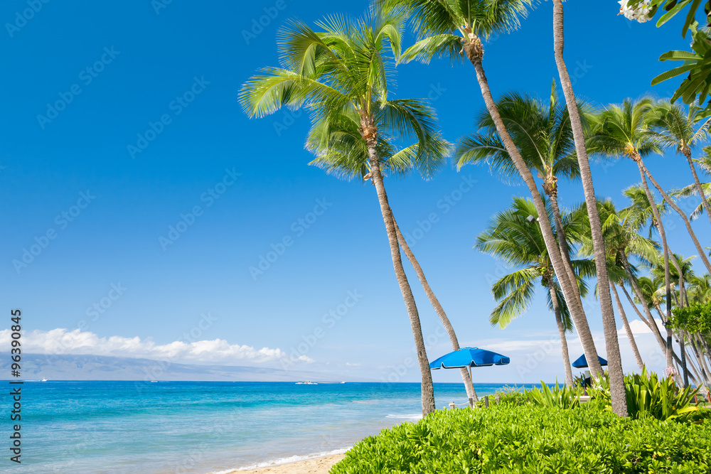 阳光明媚的热带海滩，棕榈树成荫