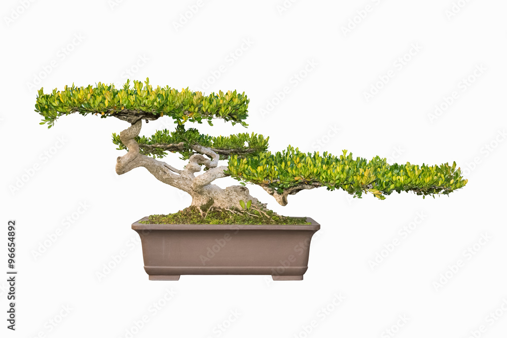 中国小叶盒盆景树