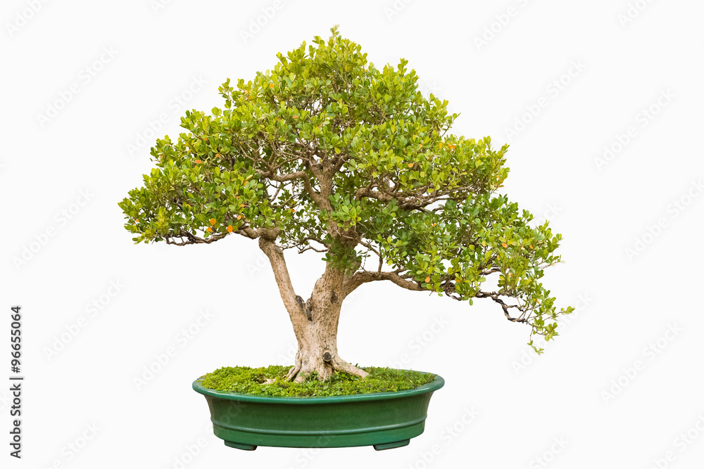 中国小叶箱盆景树
