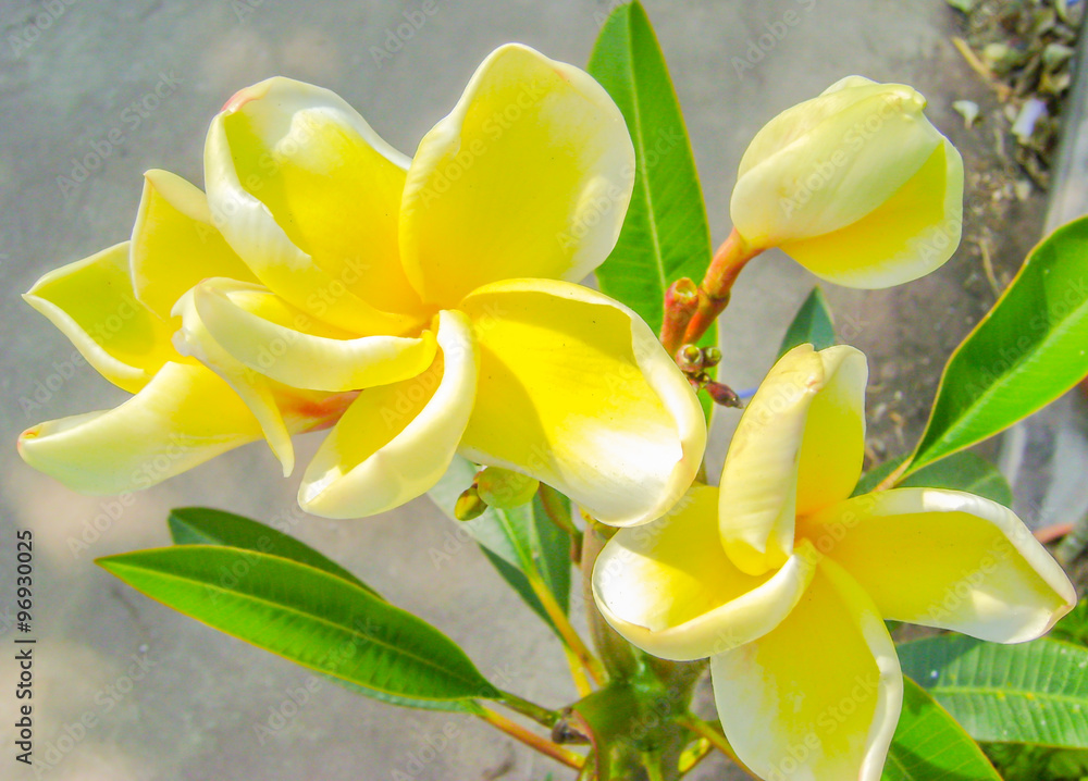 白色鸡蛋花热带花卉，在tr上盛开的李子花