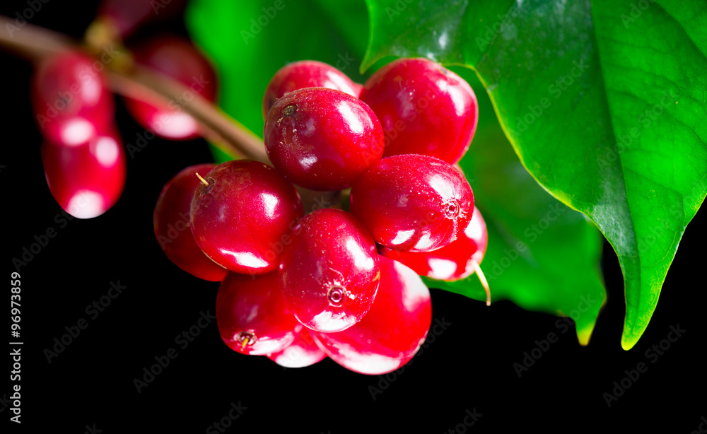 咖啡植物。咖啡树树枝上的红咖啡豆