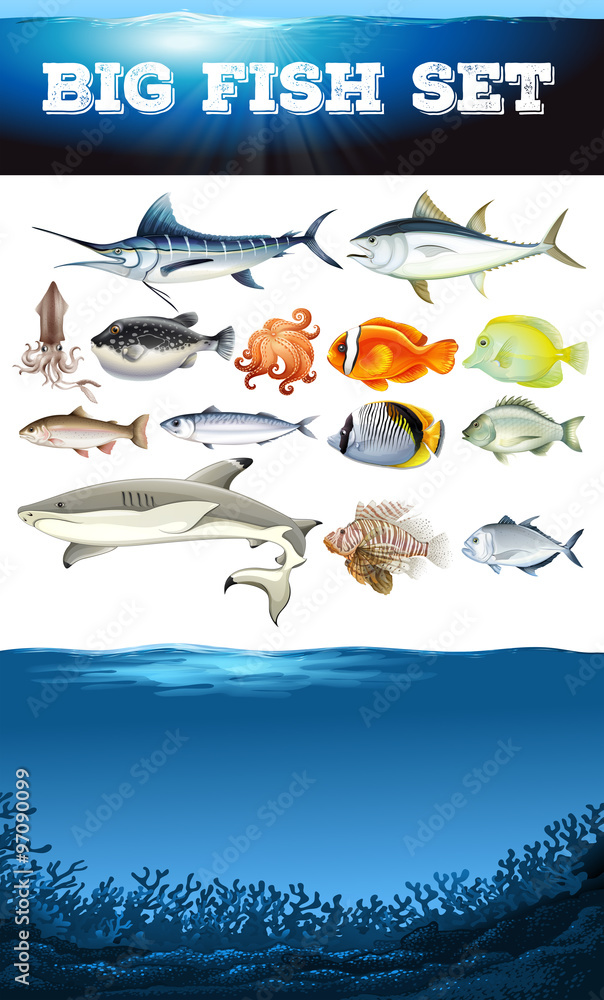 海洋动物与海洋场景