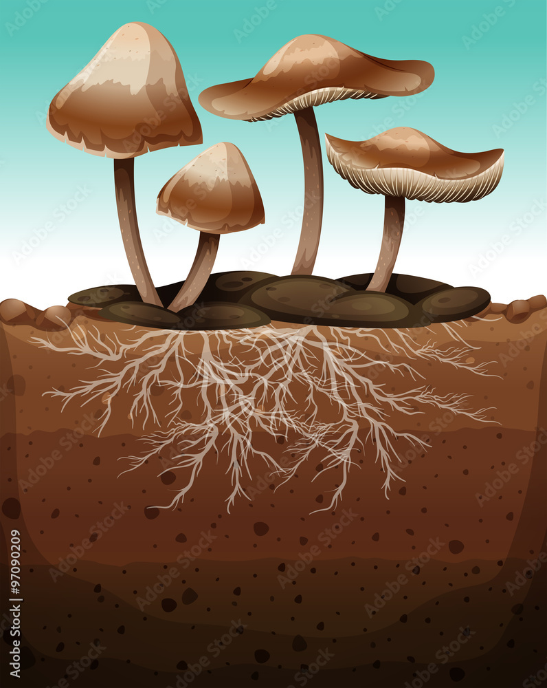 地下有根的新鲜蘑菇