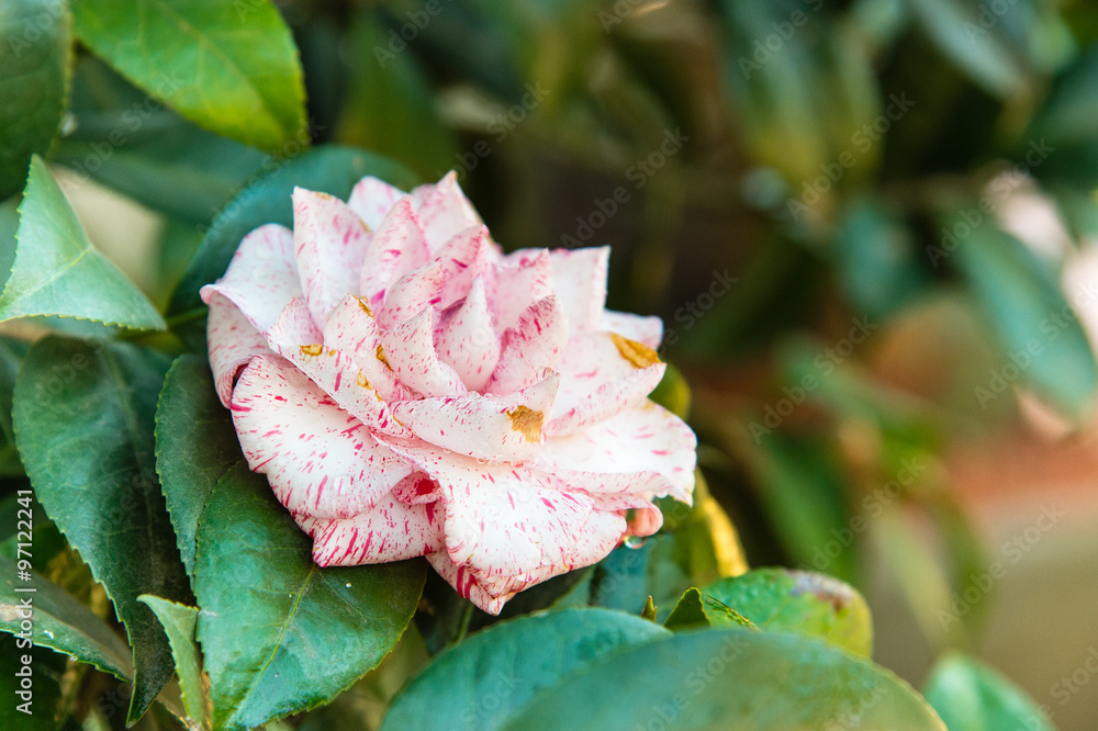 坎帕儿山茶花，盛开的粉红色山茶花特写。