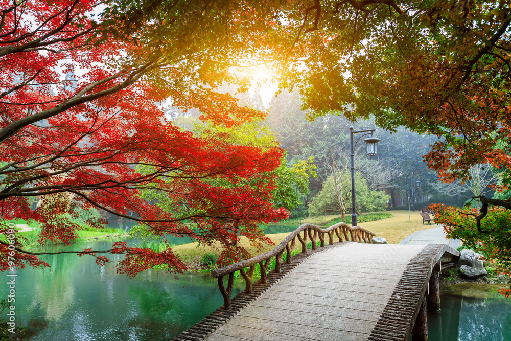 秋天中国花园里美丽的枫叶和小桥